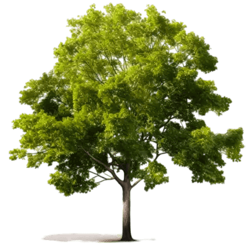 a big tree with green leaf on transparent background genrative ai tree leaf green leaf png, Tree, Leaf, Green Leaf PNG Image and Clipart