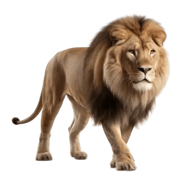 big lion walking wild cat lion animal wildlife png, Lion, Animal, Wildlife PNG and PSD