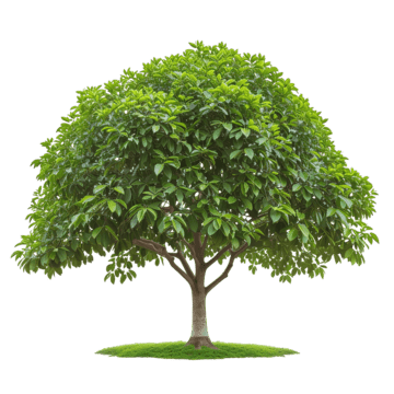 bodhi green leaf tree background beautiful botany png, Background, Beautiful, Botany PNG Image and Clipart