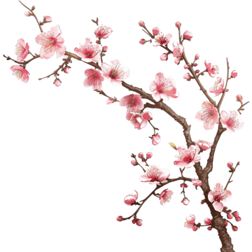 cherry blossom tree branch with blooming flowers tree flower spring png, Tree, Flower, Spring PNG Image and Clipart