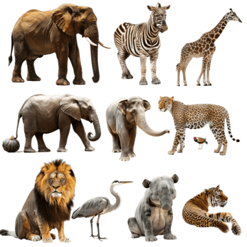 collection of zoo animals with guide adventure animals ape png, Adventure, Animals, Ape PNG Image and Clipart