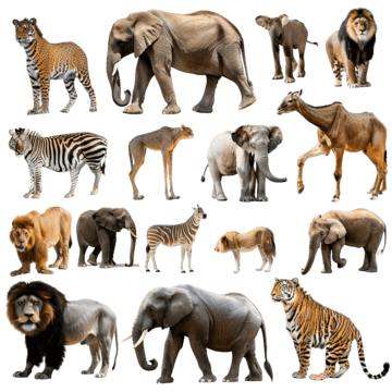 collection of zoo animals with guide adventure animals ape png, Adventure, Animals, Ape PNG Image and Clipart