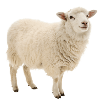 flat sheep icon, Sheep Flat, Eid Animal Icon, Qurbani Symbol PNG Image and Clipart