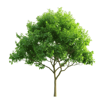 green tree plant forest tree evergreen forest png, Tree, Evergreen, Forest PNG Image and Clipart