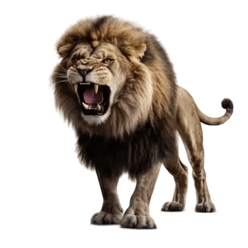 lion walking wild cat transparent background lion tiger animal png, Lion, Tiger, Animal PNG and PSD