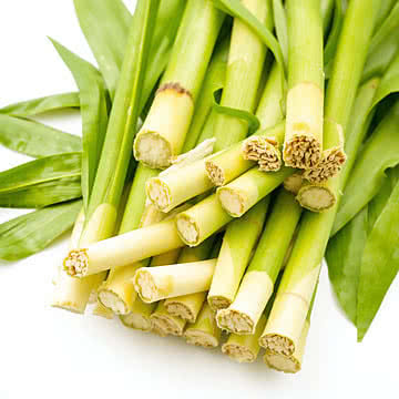 Natures Sweet Harvest Fresh Sugarcane Stalks Against a Clean Canvas