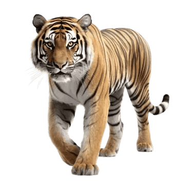 tiger walking wildlife scene transparent background lion tiger animal png, Lion, Tiger, Animal PNG and PSD