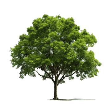 tree forest tree tree forest nature png, Tree, Forest, Nature PNG Image and Clipart