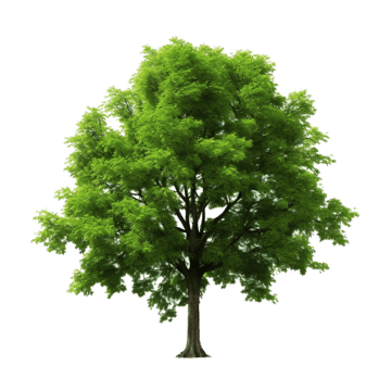 tree isolated 3d business people png, 3d, Business, People PNG Image and Clipart
